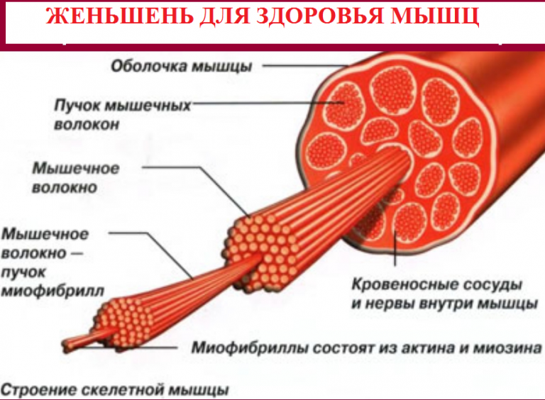 Клетчатка волокно мышечное. Скелетное мышечное волокно строение. Мышечное волокно состоит из миофибрилл. Строение скелетной мышцы рисунок. Строение мышечного волокна рисунок.
