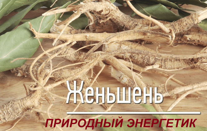 Женьшень - природный энергетик | Женьшень купить корейский в Москве ...