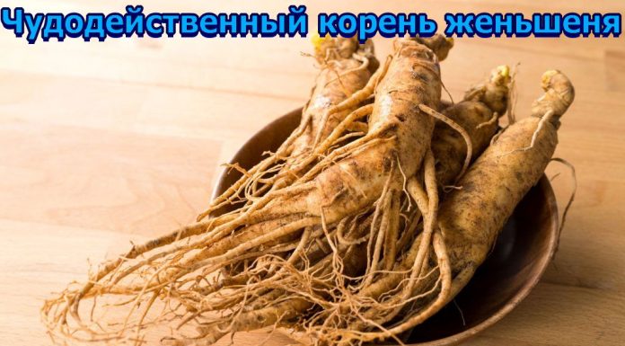 Корень Жизни Интернет Магазин