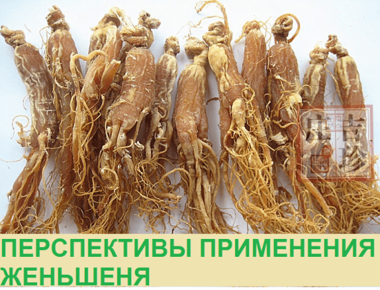 Перспективы применения женьшеня | Корейский женьшень купить в Москве