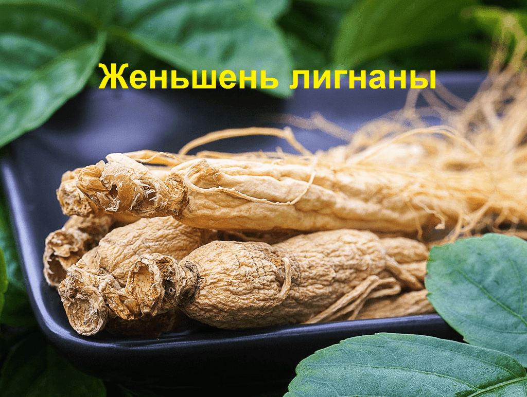 Женьшень лигнаны | Корейский красный женьшень купить Korean Red Ginseng ...
